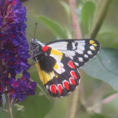 Delias aganippe (Spotted Jezebel) at QPRC LGA - 1 Feb 2024 by MatthewFrawley