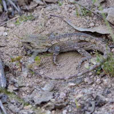 Amphibolurus muricatus (Jacky Lizard) at Tidbinbilla Nature Reserve - 4 Dec 2022 by KorinneM