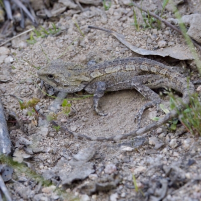 Amphibolurus muricatus at Tidbinbilla Nature Reserve - 4 Dec 2022 by KorinneM