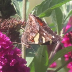 Vanessa itea (Yellow Admiral) at QPRC LGA - 1 Feb 2024 by MatthewFrawley