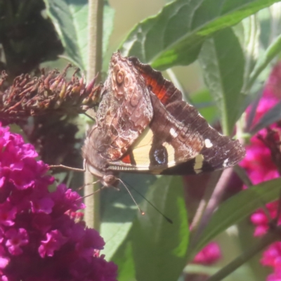 Vanessa itea (Yellow Admiral) at QPRC LGA - 2 Feb 2024 by MatthewFrawley