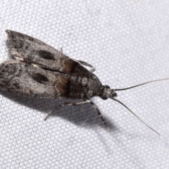 Phycitinae (subfamily) (A snout moth) at QPRC LGA - 1 Feb 2024 by DianneClarke