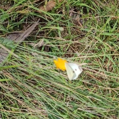 Pieris rapae (Cabbage White) at Mount Majura (MMS) - 23 Nov 2023 by ChrisBenwah