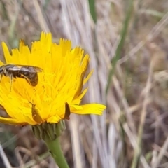 Lasioglossum (Chilalictus) sp. (genus & subgenus) (Halictid bee) at Mount Majura - 23 Nov 2023 by ChrisBenwah