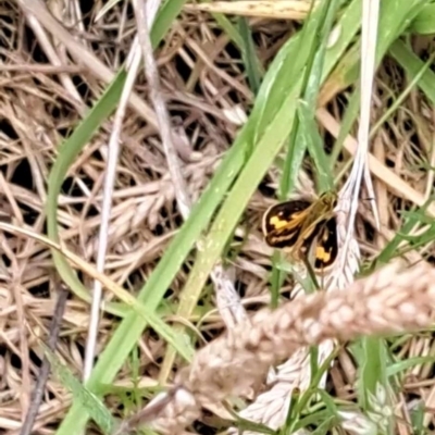 Ocybadistes walkeri (Green Grass-dart) at Mount Majura - 23 Nov 2023 by ChrisBenwah