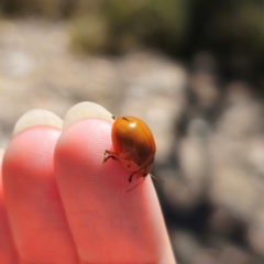 Paropsisterna sp. (genus) (A leaf beetle) at Captains Flat, NSW - 2 Feb 2024 by Csteele4