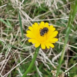 Lasioglossum (Chilalictus) sp. (genus & subgenus) at Mount Majura (MMS) - 23 Nov 2023 11:22 AM