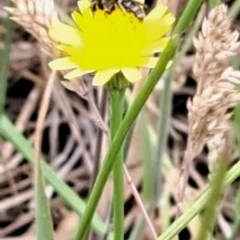 Lasioglossum (Chilalictus) sp. (genus & subgenus) at Mount Majura (MMS) - 23 Nov 2023 11:22 AM