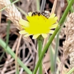 Lasioglossum (Chilalictus) sp. (genus & subgenus) at Mount Majura (MMS) - 23 Nov 2023 11:22 AM