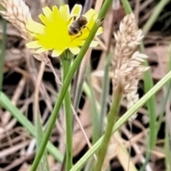 Lasioglossum (Chilalictus) sp. (genus & subgenus) at Mount Majura (MMS) - 23 Nov 2023 11:22 AM