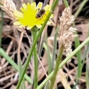 Lasioglossum (Chilalictus) sp. (genus & subgenus) at Mount Majura (MMS) - 23 Nov 2023 11:22 AM