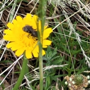 Lasioglossum (Chilalictus) sp. (genus & subgenus) at Mount Majura (MMS) - 23 Nov 2023 11:22 AM