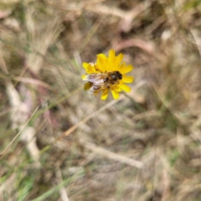 Apis mellifera (European honey bee) at Mount Majura - 23 Nov 2023 by ChrisBenwah