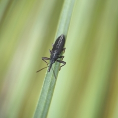 Rhinotia sp. (genus) at ANBG - 31 Jan 2024