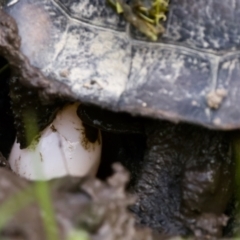 Chelodina longicollis (Eastern Long-necked Turtle) at Tidbinbilla Nature Reserve - 4 Dec 2022 by KorinneM