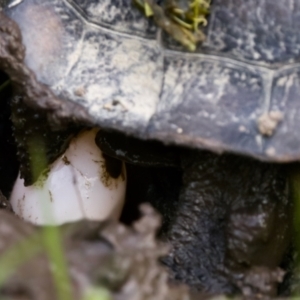 Chelodina longicollis at Tidbinbilla Nature Reserve - 4 Dec 2022 07:40 PM