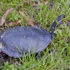 Chelodina longicollis at Tidbinbilla Nature Reserve - 4 Dec 2022 07:40 PM