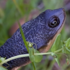 Chelodina longicollis at Tidbinbilla Nature Reserve - 4 Dec 2022 07:40 PM