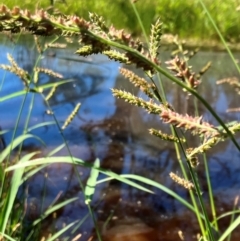 Echinochloa crus-galli at Hall, ACT - 2 Feb 2024