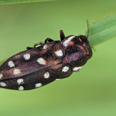 Diphucrania duodecimmaculata (12-spot jewel beetle) at ANBG - 31 Jan 2024 by Miranda