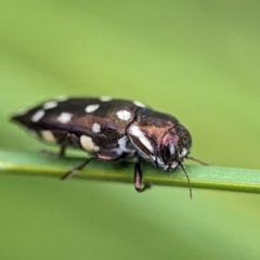 Diphucrania duodecimmaculata at ANBG - 31 Jan 2024