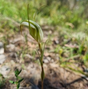 Diplodium reflexum at Tuggeranong Hill - 2 Feb 2024