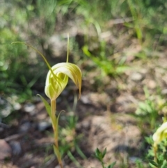 Diplodium reflexum at Tuggeranong Hill - suppressed