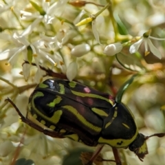 Eupoecila australasiae (Fiddler Beetle) at Tharwa, ACT - 27 Jan 2024 by Miranda