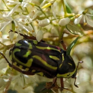 Eupoecila australasiae at Namadgi National Park - 27 Jan 2024