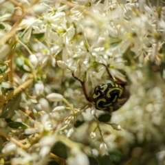 Eupoecila australasiae at Namadgi National Park - 27 Jan 2024