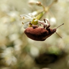 Gonipterus scutellatus (Eucalyptus snout beetle, gum tree weevil) at Namadgi National Park - 27 Jan 2024 by Miranda