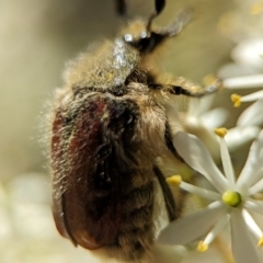 Bisallardiana gymnopleura (Brown flower chafer) at Tharwa, ACT - 27 Jan 2024 by Miranda