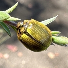 Paropsisterna sp. (genus) (A leaf beetle) at Paddys River, ACT - 1 Feb 2024 by Pirom
