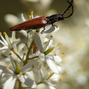 Dicteniophorus sp. (genus) at Namadgi National Park - 27 Jan 2024