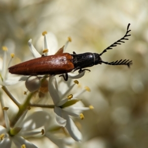 Dicteniophorus sp. (genus) at Namadgi National Park - 27 Jan 2024