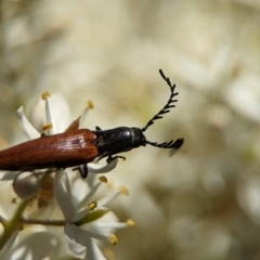 Dicteniophorus sp. (genus) at Namadgi National Park - 27 Jan 2024