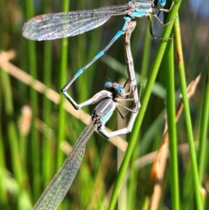 Austrolestes leda at Hall, ACT - 2 Feb 2024