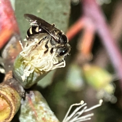 Lasioglossum (Chilalictus) sp. (genus & subgenus) (Halictid bee) at Hall, ACT - 1 Feb 2024 by strigo