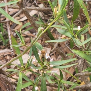 Apis mellifera at Commonwealth Park (CWP) - 13 Dec 2023 01:40 PM