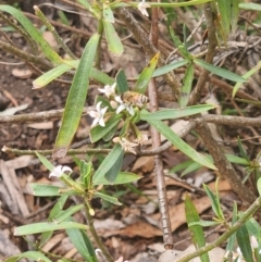 Apis mellifera at Commonwealth Park (CWP) - 13 Dec 2023