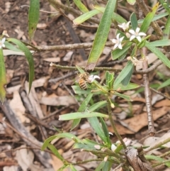 Apis mellifera at Commonwealth Park (CWP) - 13 Dec 2023 01:40 PM