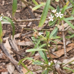 Apis mellifera at Commonwealth Park (CWP) - 13 Dec 2023