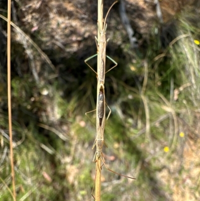 Mutusca brevicornis (A broad-headed bug) at Kambah, ACT - 1 Feb 2024 by Pirom