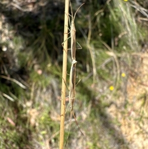 Mutusca brevicornis at Tidbinbilla Nature Reserve - 1 Feb 2024