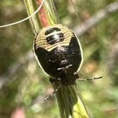 Dictyotus caenosus (Brown Shield Bug) at Kambah, ACT - 1 Feb 2024 by Pirom