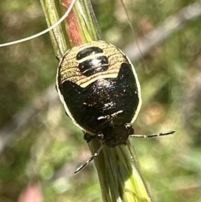 Dictyotus caenosus (Brown Shield Bug) at Gibraltar Pines - 1 Feb 2024 by Pirom