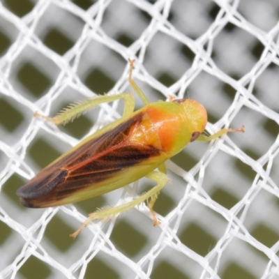 Rosopaella lopada (A leafhopper) at QPRC LGA - 1 Feb 2024 by DianneClarke