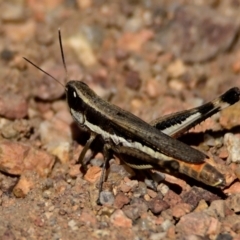 Macrotona australis (Common Macrotona Grasshopper) at Strathnairn, ACT - 1 Feb 2024 by Thurstan
