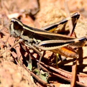 Macrotona australis at Woodstock Nature Reserve - 2 Feb 2024