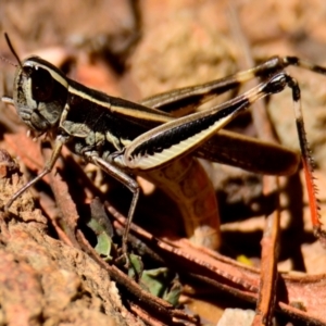 Macrotona australis at Woodstock Nature Reserve - 2 Feb 2024